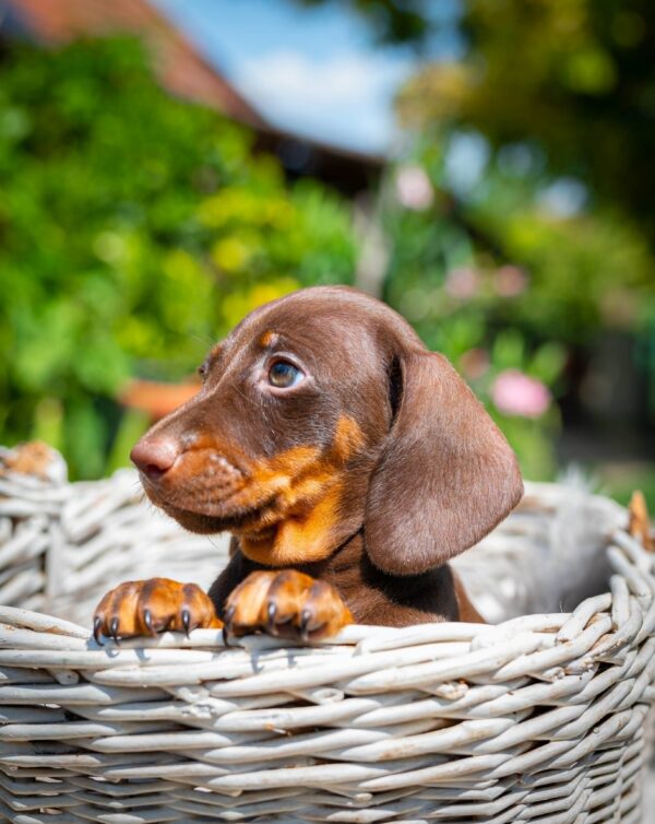 Mocca Miniature Dachshund Mocca Miniature Dachshund
