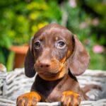 Mocca-male-miniature-dachshund-puppy-for-sale- (2)