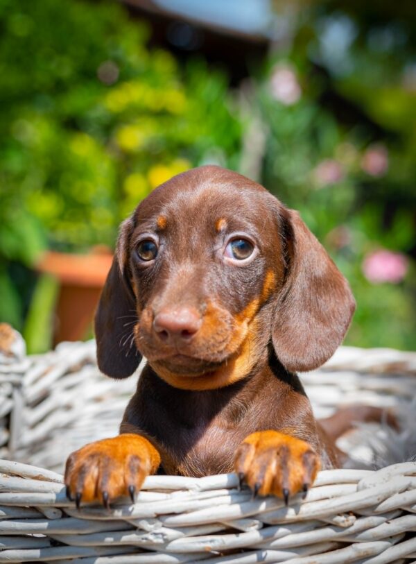 Mocca Miniature Dachshund Mocca Miniature Dachshund