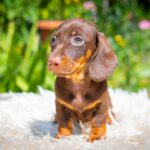 Mocca-male-miniature-dachshund-puppy-for-sale- (3)