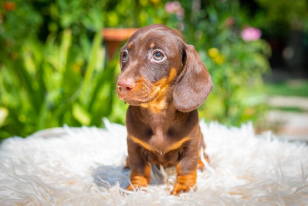 Mocca Miniature Dachshund Mocca Miniature Dachshund