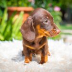 Mocca-male-miniature-dachshund-puppy-for-sale- (5)
