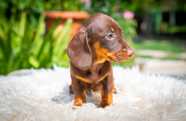 Mocca Miniature Dachshund Mocca Miniature Dachshund