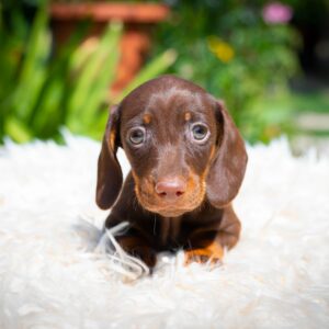 Mocca Miniature Dachshund Mocca Miniature Dachshund