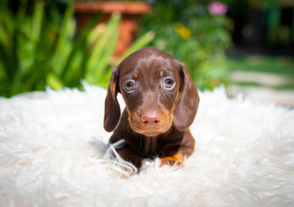 Mocca Miniature Dachshund Mocca Miniature Dachshund