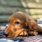 Montgomery-male-English-Cocker-Spaniel-puppy-for-sale-1
