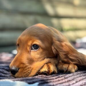 Montgomery English Cocker Spaniel Montgomery English Cocker Spaniel