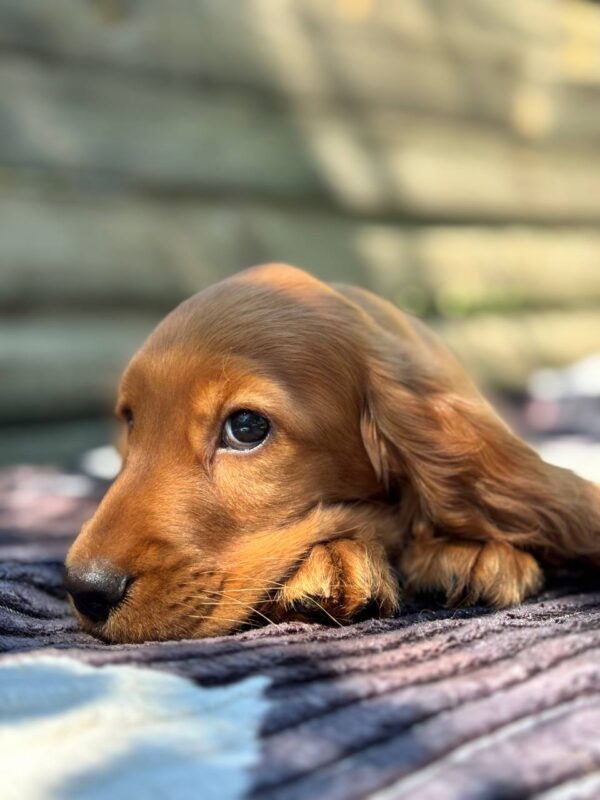 Montgomery English Cocker Spaniel Montgomery English Cocker Spaniel