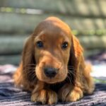 Montgomery-male-English-Cocker-Spaniel-puppy-for-sale-2