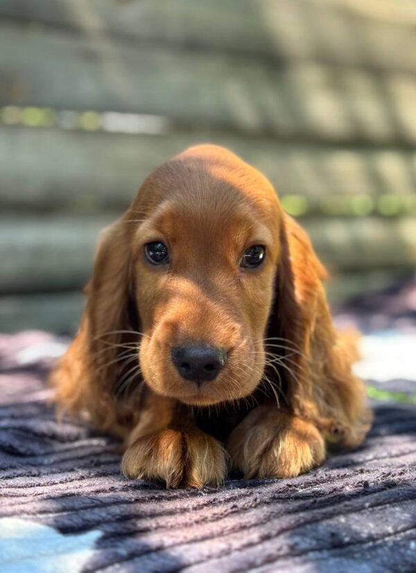 Montgomery English Cocker Spaniel Montgomery English Cocker Spaniel