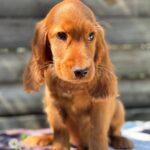 Montgomery-male-English-Cocker-Spaniel-puppy-for-sale-3