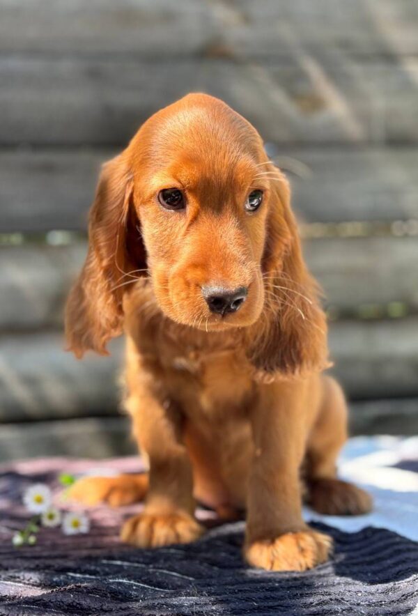 Montgomery English Cocker Spaniel Montgomery English Cocker Spaniel