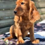 Montgomery-male-English-Cocker-Spaniel-puppy-for-sale-4