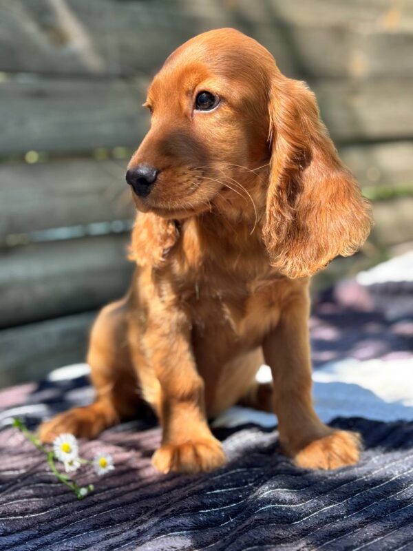 Montgomery English Cocker Spaniel Montgomery English Cocker Spaniel