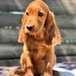 Montgomery-male-English-Cocker-Spaniel-puppy-for-sale-5