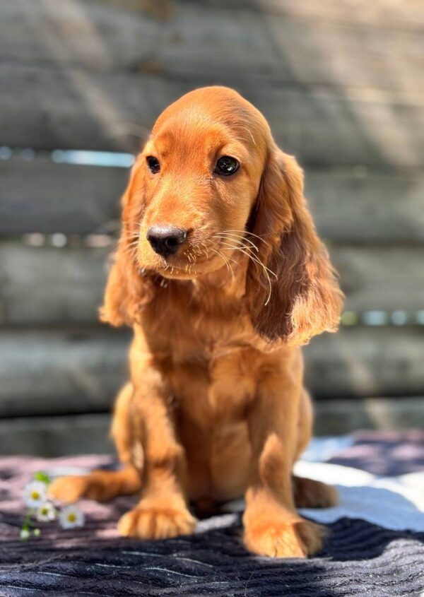 Montgomery English Cocker Spaniel Montgomery English Cocker Spaniel