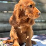 Montgomery-male-English-Cocker-Spaniel-puppy-for-sale-6
