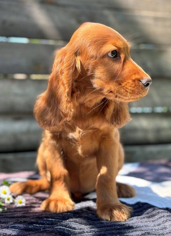 Montgomery English Cocker Spaniel Montgomery English Cocker Spaniel