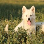 Mr-Puprle-male-wss-puppy-for-sale- (1)
