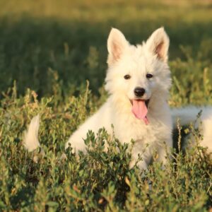 Mr Purple White Swiss Shepherd Mr Purple White Swiss Shepherd
