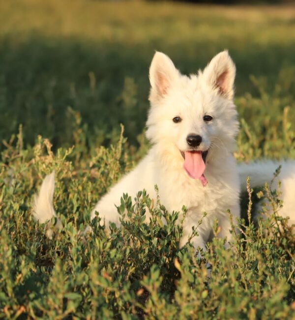 Mr Purple White Swiss Shepherd Mr Purple White Swiss Shepherd