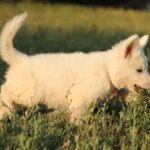 Mr-Puprle-male-wss-puppy-for-sale- (2)