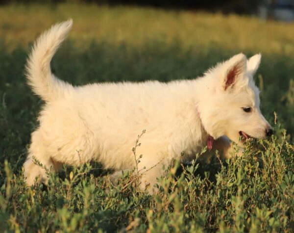 Mr Purple White Swiss Shepherd Mr Purple White Swiss Shepherd