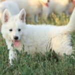 Mr-Puprle-male-wss-puppy-for-sale- (3)