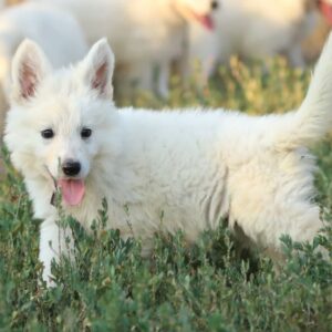 Mr Purple White Swiss Shepherd Mr Purple White Swiss Shepherd