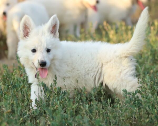 Mr Purple White Swiss Shepherd Mr Purple White Swiss Shepherd