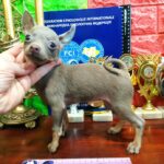 Mussa-female-Russian-Toy-puppy-for-sale-1