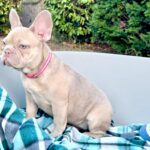 Naira-female-french-bulldog-puppy-for-sale- (1)
