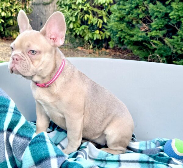 Naira French Bulldog Naira French Bulldog