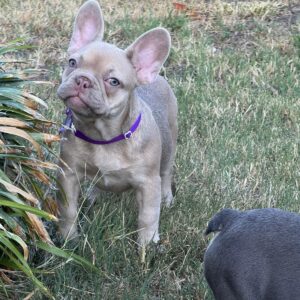 Naira French Bulldog Naira French Bulldog