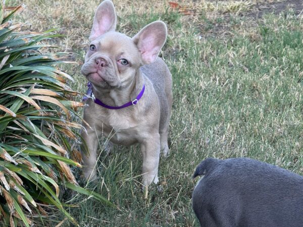 Naira French Bulldog Naira French Bulldog