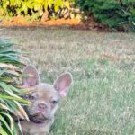 Naira-female-french-bulldog-puppy-for-sale- (2)
