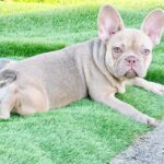 Naira-female-french-bulldog-puppy-for-sale- (2)