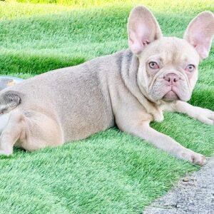 Naira French Bulldog Naira French Bulldog