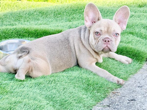 Naira French Bulldog Naira French Bulldog