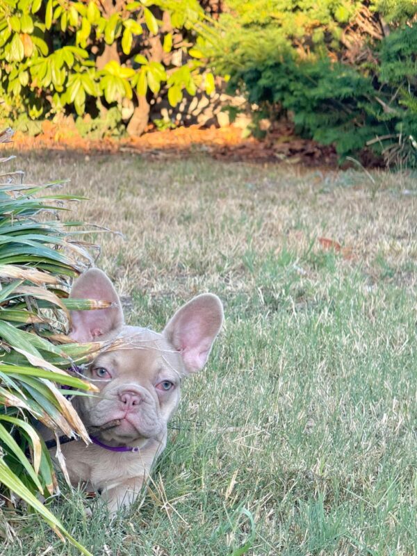 Naira French Bulldog Naira French Bulldog