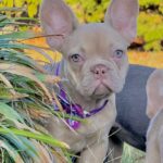 Naira-female-french-bulldog-puppy-for-sale- (3)