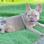 Naira-female-french-bulldog-puppy-for-sale- (3)