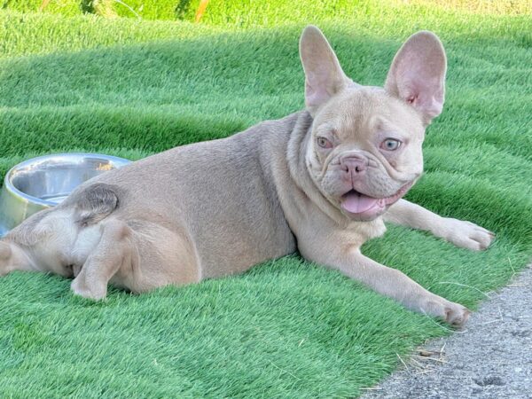 Naira French Bulldog Naira French Bulldog