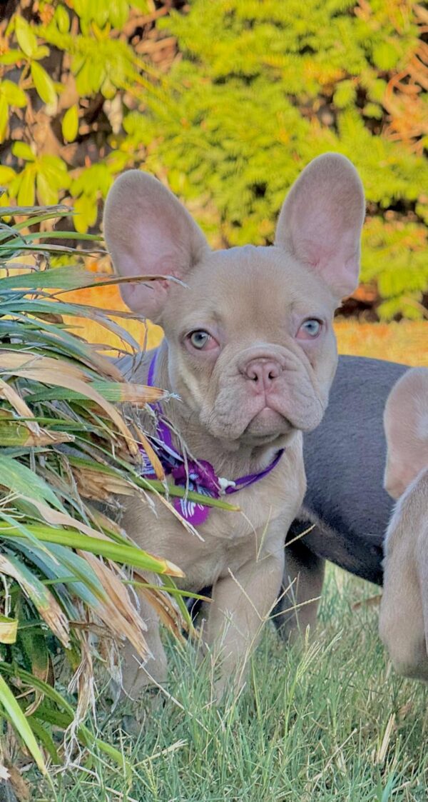 Naira French Bulldog Naira French Bulldog