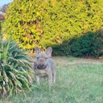 Naira-female-french-bulldog-puppy-for-sale- (4)