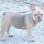 Naira-female-french-bulldog-puppy-for-sale- (4)