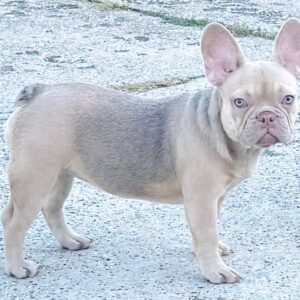 Naira French Bulldog Naira French Bulldog