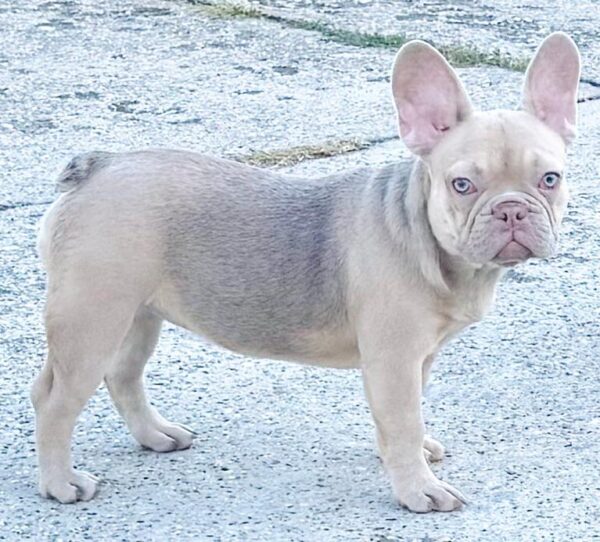 Naira French Bulldog Naira French Bulldog