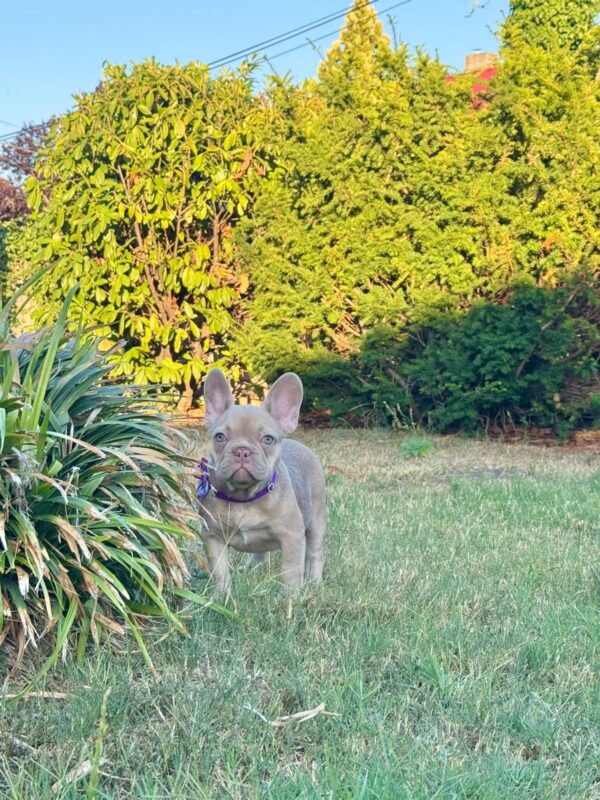 Naira French Bulldog Naira French Bulldog