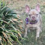 Naira-female-french-bulldog-puppy-for-sale- (5)